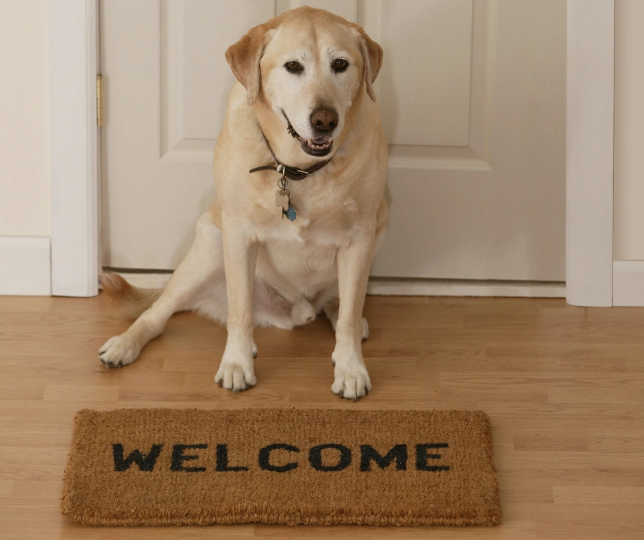 Perro delante de un felpudo